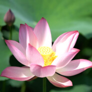 开门，自由贸易