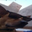 Scooby