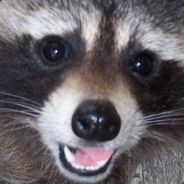 hidey0shi