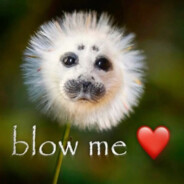 bobo