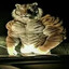 MODNIYTIGR