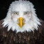marvin beak