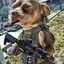 GodDog