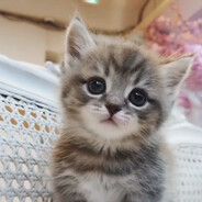 GeGe - steam id 76561198142732881