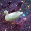 cosmic_ducks_