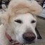 Dognald Trump