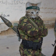 Terrorist Cat