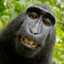Monkey D Monkey