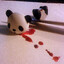 Panda Massacre