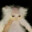 Bald Cat.exe