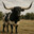 CorSim