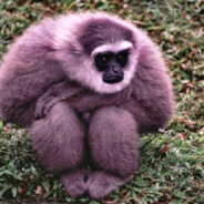 waxing gibbon