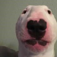 my dog has down syndrome