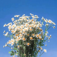 梧桐深院锁清秋