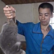 这只竹鼠好像中暑了