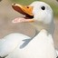 CrazyDuck_1