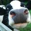 Stock_cow