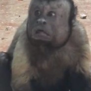 小小小小小猴子