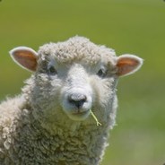 KentuckyFriedSheep