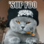 kamiKatze