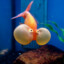 SpookyFish