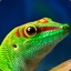 Sr.Phelsuma