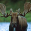 Moose