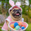 pug
