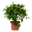 Cyber_ficus