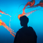 加V看蟹黄堡配方