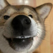 芝士大残吗你就报