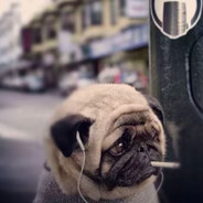 абсалют ебу что в