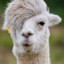 Lama