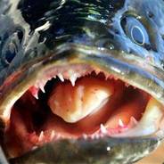 Bad Salmon