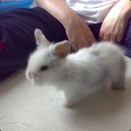 Lellebror - steam id 76561197961163989
