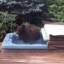 bear in a hot tub