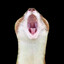 Stoat Sunday