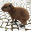 Mr.capybara