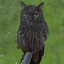 meowl