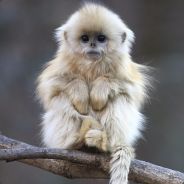 Fluffy Monkey