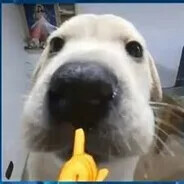 WHAT_THE_DOG_DOING