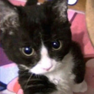 夺命脆脆鲨大侠