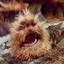 BaronFizgig