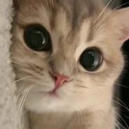 跟我一起吃布丁吧！