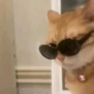 转生成为马猴烧酒