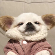 我懒羊羊搞纯爱