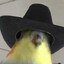 Tal do dodo