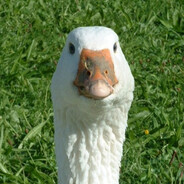 Flopper - steam id 76561199806601494