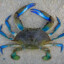 CraB