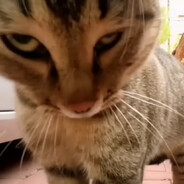 BLACK MIMING